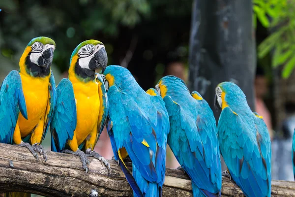 Blauwgele ara 's — Stockfoto