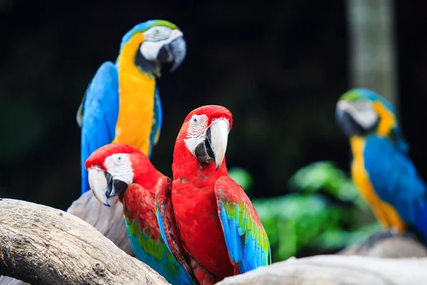 Сине-красный ара — стоковое фото
