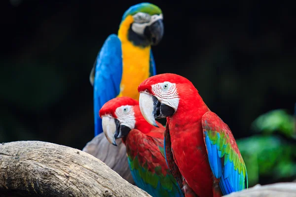 Сине-красный ара — стоковое фото