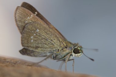 Kelebek