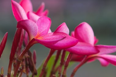 Kırmızı frangipani.