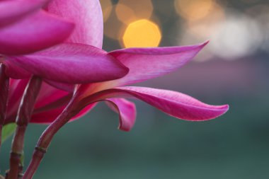 Kırmızı frangipani.