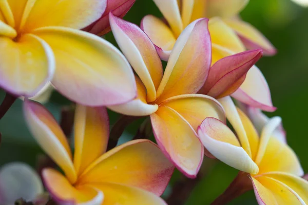 Frangipani flowers no 55 — Stock Photo, Image