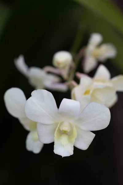 Witte orchideeën. — Stockfoto