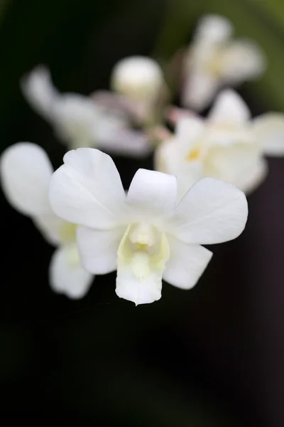 Witte orchideeën. — Stockfoto