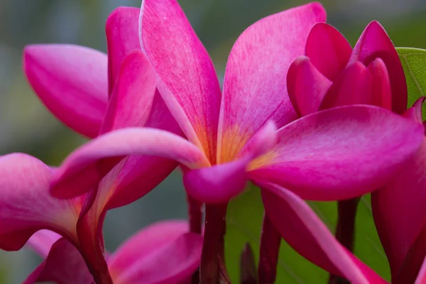 Kırmızı frangipani. — Stok fotoğraf