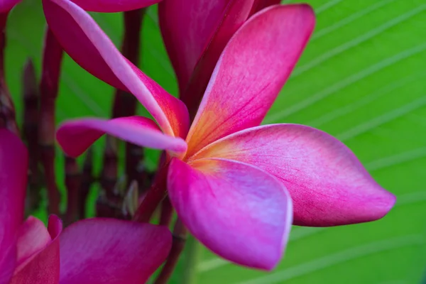 Kırmızı frangipani. — Stok fotoğraf