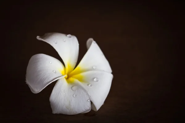 Frangipani bloemen. — Stockfoto