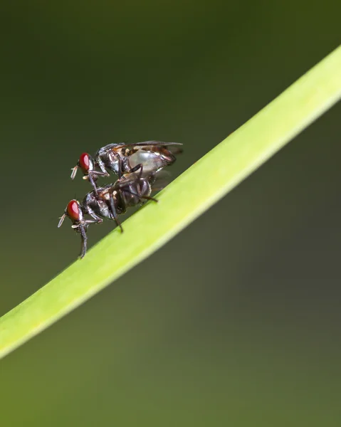 Apareamiento de mosca — Foto de Stock