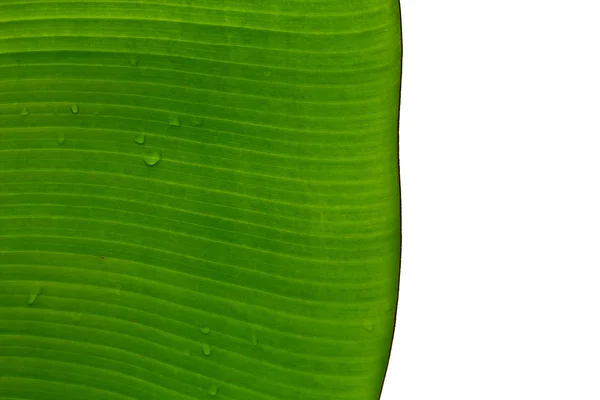 バナナの葉. — ストック写真