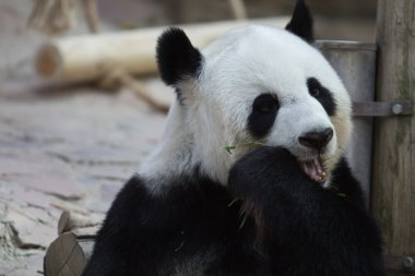 Panda.