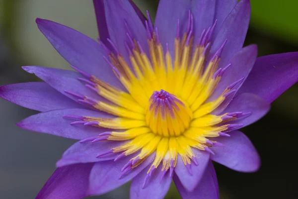 Purple lotus. — Stock Photo, Image