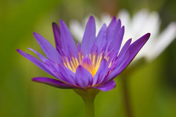 Mor lotus. — Stok fotoğraf