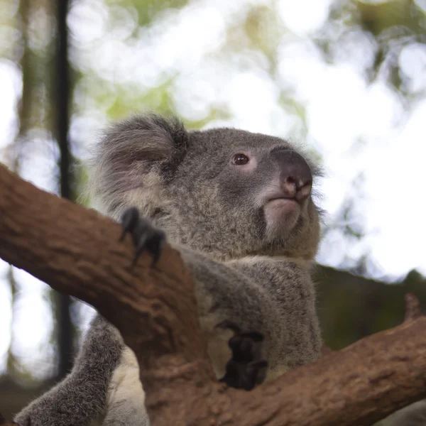 Ciekawy koala na drzewie — Zdjęcie stockowe
