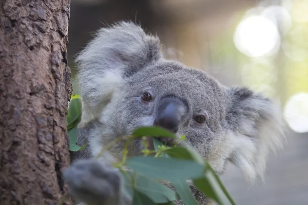 Zvědavý koala na stromě — Stock fotografie