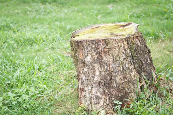 Baumstumpf — Stockfoto