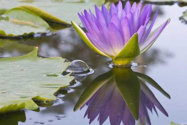 Lotus flower — Stock Photo, Image