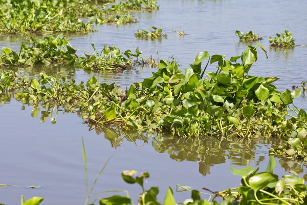 Jacinto de agua — Foto de Stock