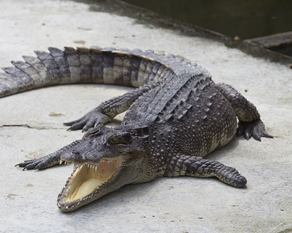 Leg of the crocodile — Stock Photo, Image