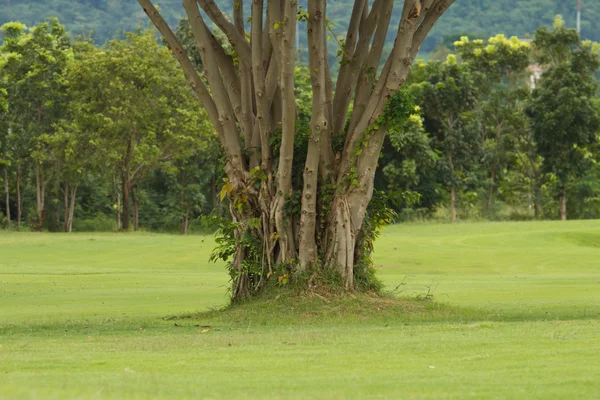 Baum — Stockfoto