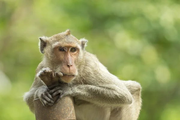 Macaco. — Fotografia de Stock