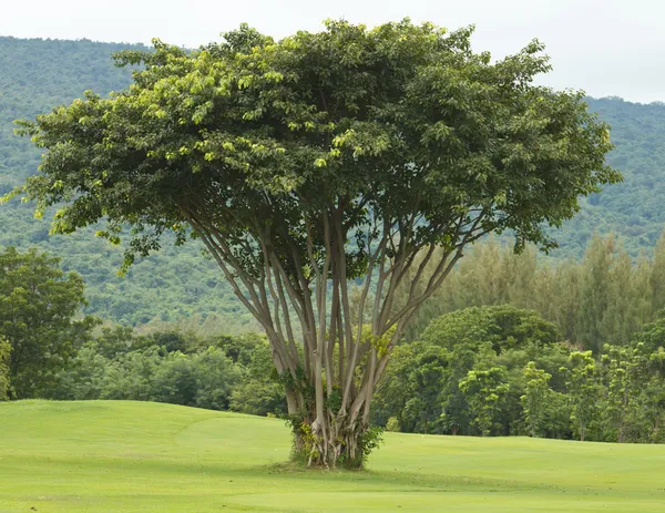 Tree — Stock Photo, Image