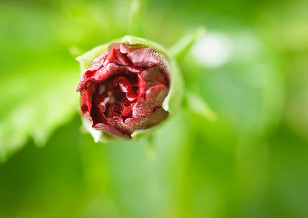 Första blommor — Stockfoto