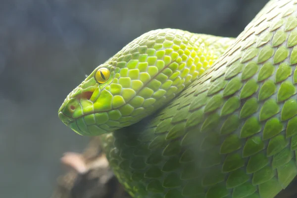 Grüne Schlange — Stockfoto