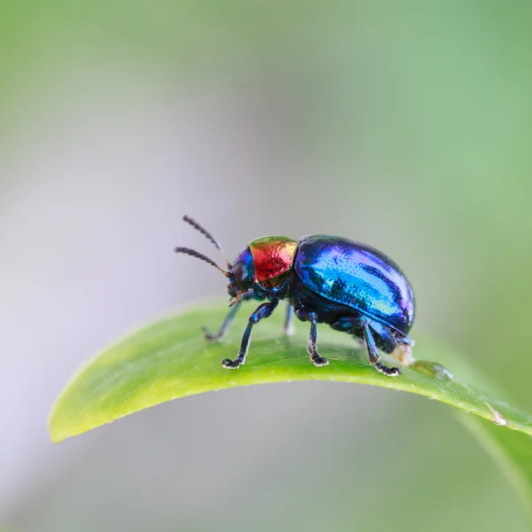 Pequeno inseto colorido — Fotografia de Stock