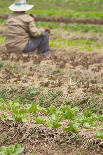 La gente plantó verduras . — Foto de Stock