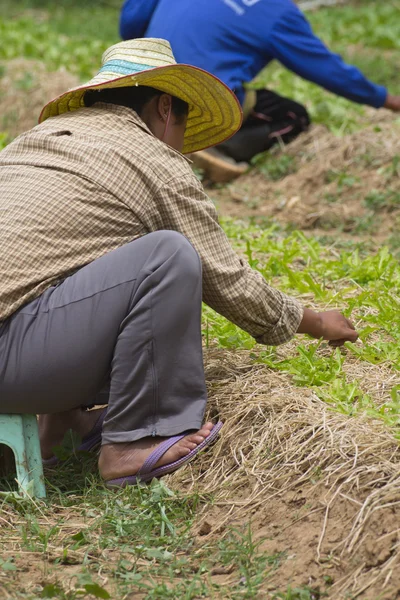 People planted vegetables. — Stock Photo, Image