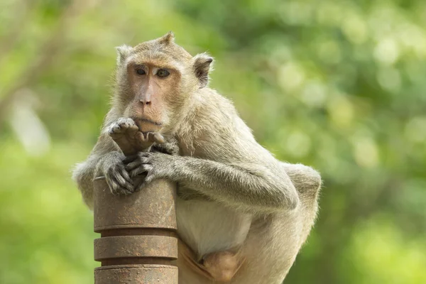 Macaco. — Fotografia de Stock