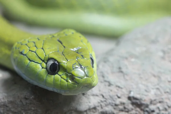 Serpente verde — Foto Stock