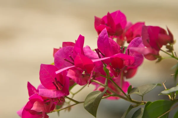 Bougainvillea bloem. — Stockfoto