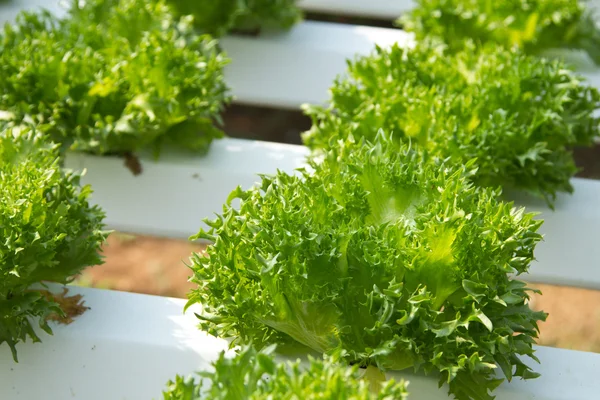 Hydroponics Vegetable — Stock Photo, Image