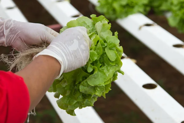 Organic hydroponic — Stock Photo, Image