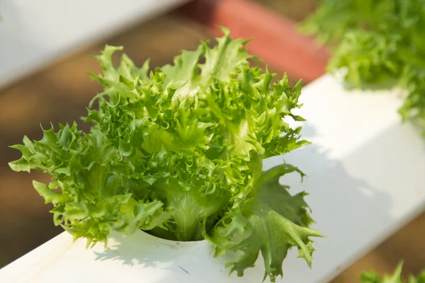 Hydroponie zelenina — Stock fotografie