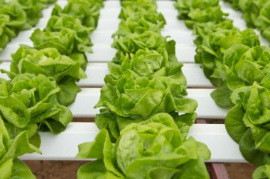 hydroponic sebze çiftliği