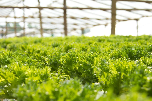 Hydroponics Vegetable — Stock Photo, Image