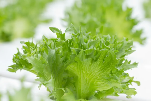 Hydroponic vegetable farm — Stock Photo, Image