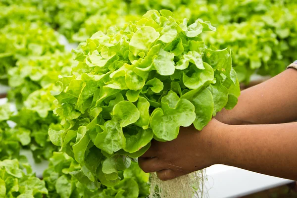 Organic hydroponic — Stock Photo, Image