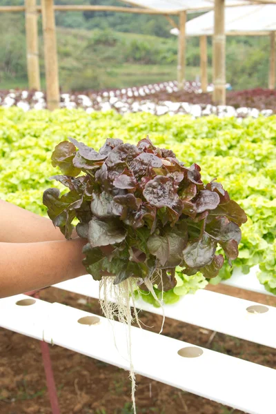 Organic hydroponic — Stock Photo, Image