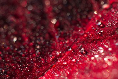 Yapraklarda çiy var.