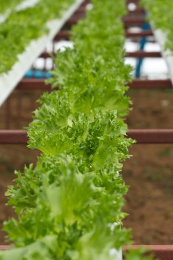 hydroponic sebze çiftliği