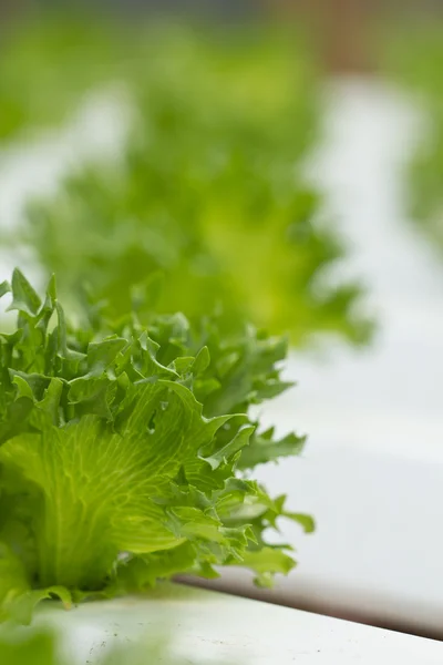 Hydroponic vegetable farm — Stock Photo, Image