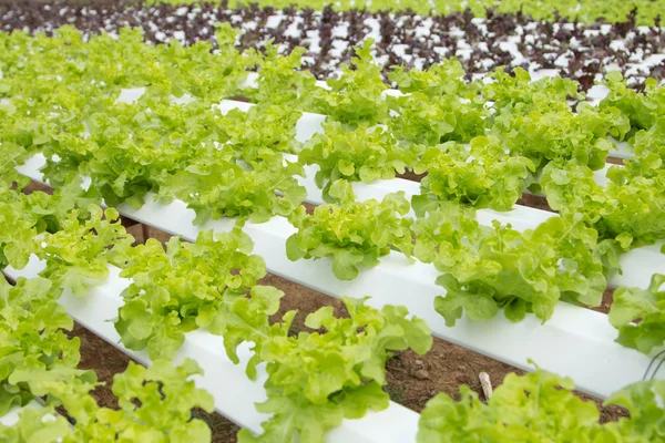 Hydroponic vegetable farm — Stock Photo, Image