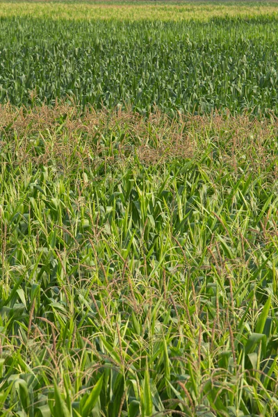 Corn field. — Stock Photo, Image
