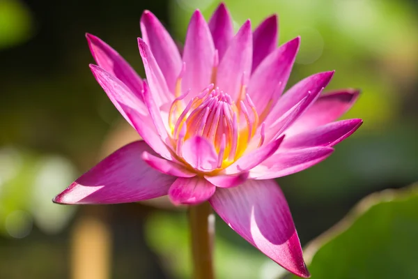 Lotus - Stock-foto