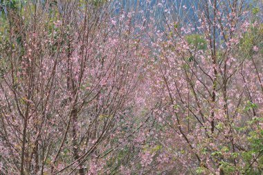 kiraz çiçekleri bahar