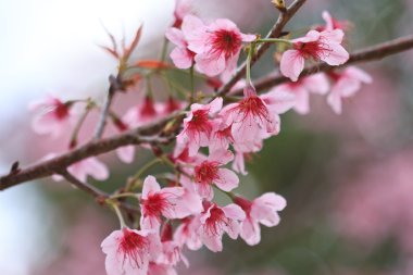 kiraz çiçekleri bahar